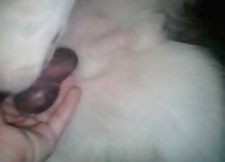 White fluffy dog gets fingered by a zoophile guy and really enjoys it
