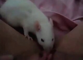 Nasty zoophile bitch makes a teen mouse sniff at her pussy and clit