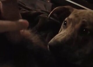 Cock mcraving dog gets excited by licking a horny guy’s thick penis