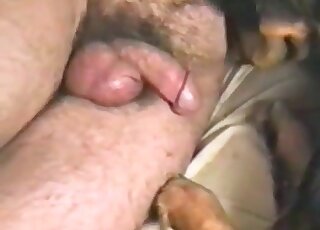 Guy gives a hot bang to his dog after getting cock and balls licked