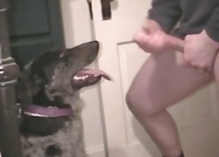 Dog waits until the crazy pervert cums and feeds it with sperm