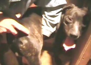 Zophile guy finger fucks his trained dog in a wild zoo porn scene