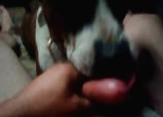 Crazy man teases his dog by wanking his dong before its nose