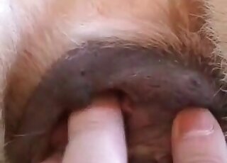 Dog endures massive thick cock of a wild zoophile in its tight pussy