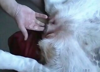 Perverted guy likes fingering and fucking animal’s hole without limits