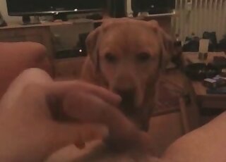 Dude jerks off before his dog’s eyes and cums on the pet’s face