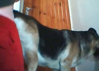 Zoo sex addict gets tons of pleasure when he fucks his horny dog