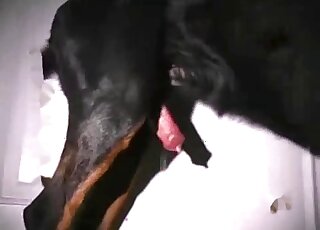 Doggystyle dog fuck movie with a gay zoophile that loves bottoming