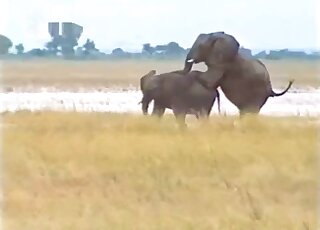 Sexy elephants exposing their massive cocks in outdoor zoo porn
