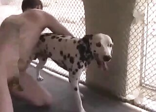 Dalmatian enjoying doggystyle gay anal fucking in taboo zoo porn