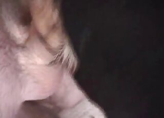 Closeup fucking scene showing a black dog and a human cock in HD