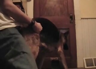Dude uses his penis to fuck a dog on all fours and from behind