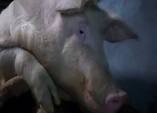 Masked blonde wants to protect herself while fucking a pig in farm XXX