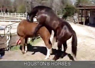Awesome brown stallion fucks a mare in an outdoor XXX porn clip