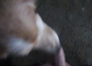 POV blowjob video with a guy's juicy cock and sexy dog sucker